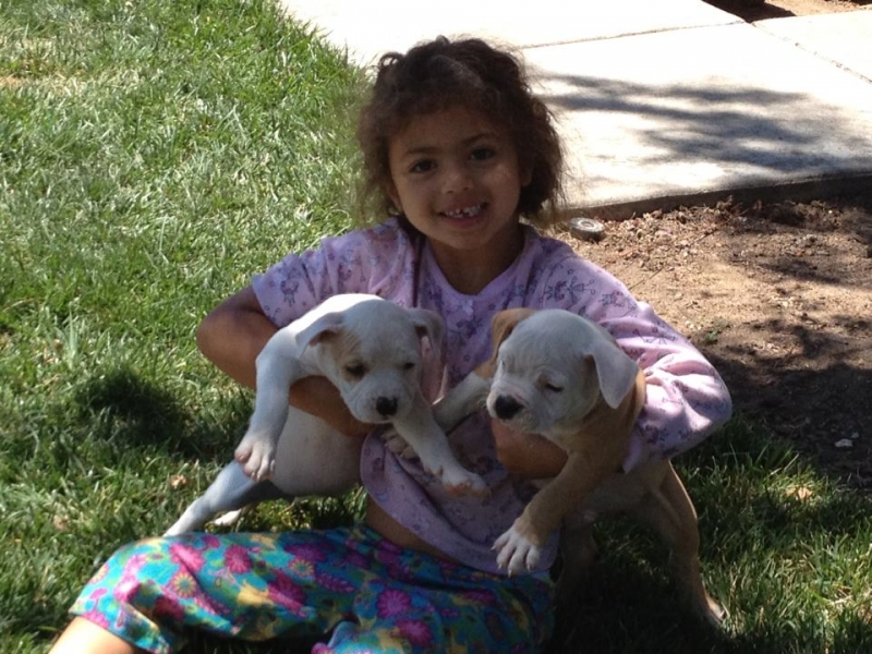 Click to enlarge American bullies puppies for sale