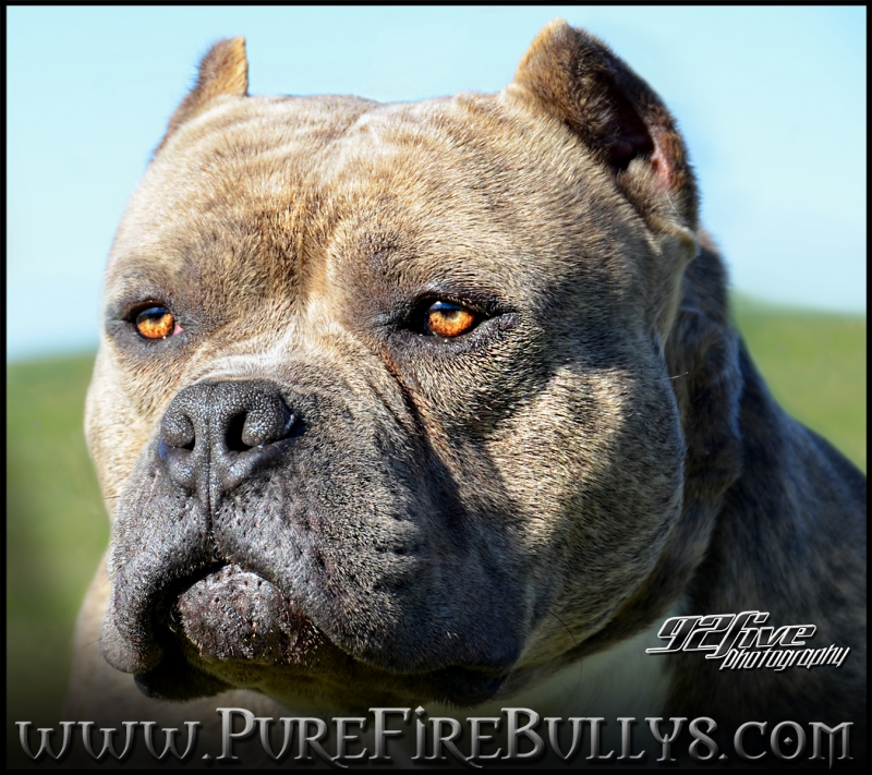 Click to enlarge American bullies puppies for sale